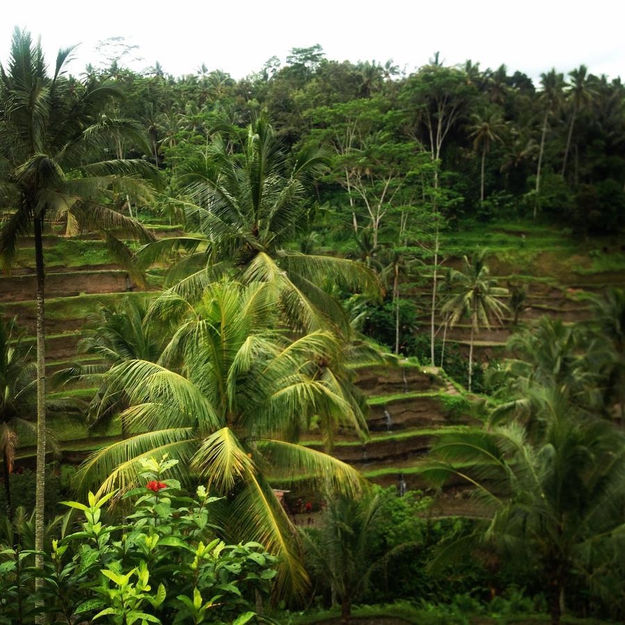 Apartamento Mano House Ubud Exterior foto
